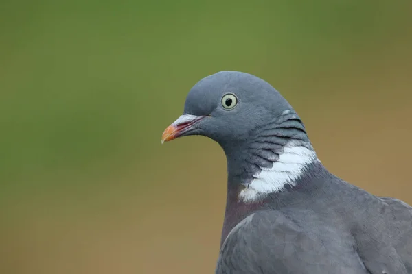 Egy Lenyűgöző Woodpidgeon Columba Palumbus Fejképe — Stock Fotó