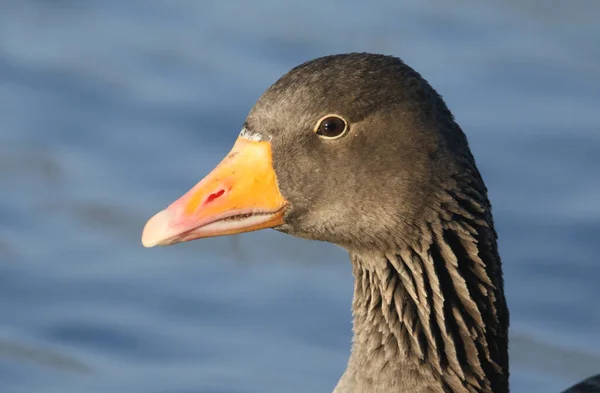 Colpo Testa Una Splendida Greylag Goose Anser Anser — Foto Stock