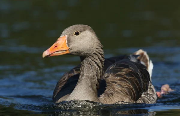 Ganso Greylag Anser Anser Nadando Rio — Fotografia de Stock