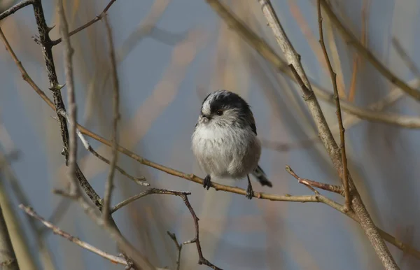 Cute Long Tailed Tit Aegithalos Caudatus Perched Branch Tree Nesting — Stock fotografie