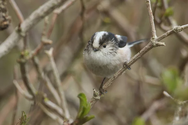 Cute Long Tailed Tit Aegithalos Caudatus Perched Branch Tree — 图库照片