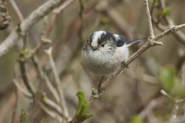 Cute Long Tailed Tit Aegithalos Caudatus Perched Branch Tree — Stock Fotó