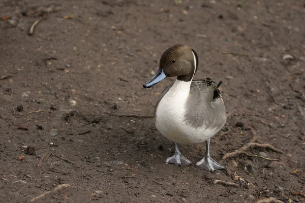 Velkolepý Pes Pintail Duck Anas Acuta Stojí Břehu Jezera Velké — Stock fotografie