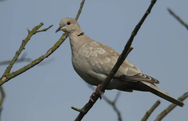 Een Prachtige Collared Dove Streptopelia Decaocto Zittend Een Tak Een — Stockfoto