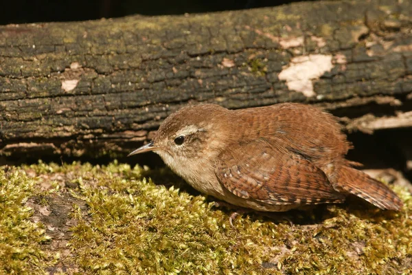 Güneşlenen Bir Wren Troglodit Trogloditleri Yosunlu Bir Kütüğün Üzerinde Dinleniyor — Stok fotoğraf