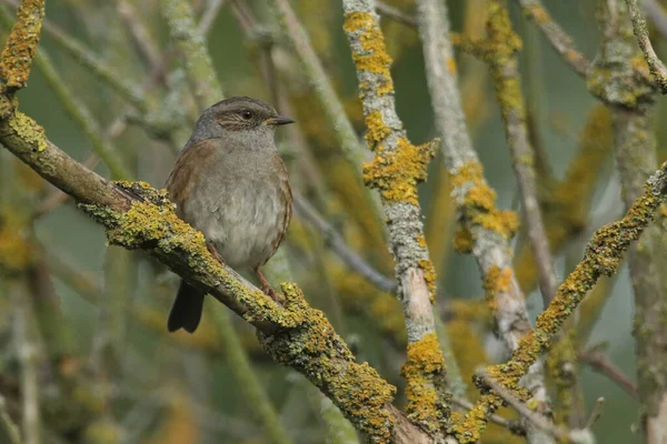 Çit Serçesi Dunnock Prunella Modülleri Liken Kaplı Bir Ağacın Dalına — Stok fotoğraf