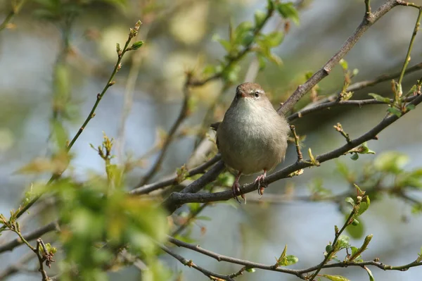 Nieśmiały Nieuchwytny Warbler Cetti Cettia Cetti Siedzący Gałęzi Drzewie — Zdjęcie stockowe