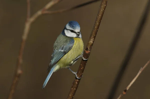Pretty Blue Tit Cyanistes Caeruleus Perched Branch Tree Has Been — Stock Photo, Image