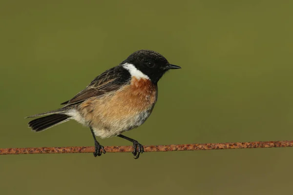 Oszałamiający Samiec Stonechat Ptak Saxicola Torquata Usiadł Drucianym Ogrodzeniu — Zdjęcie stockowe