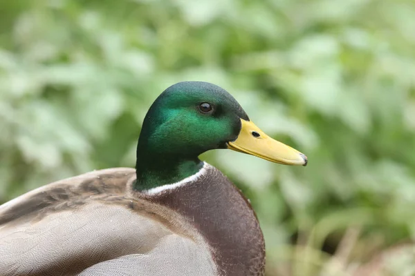 Kopfschuss Einer Männlichen Stockente Anas Platyrhynchos Ufer Eines Sees — Stockfoto