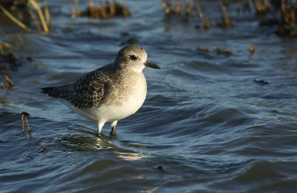 満潮時に海に立つ美しい灰色の飛び地 Pluvialis Squatarola — ストック写真