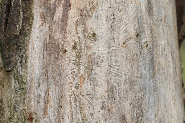 İngiltere 'nin ormanlarında Hollanda Elm Hastalığı tarafından öldürülen ölü bir İngiliz Karaağacı Ulmus Procera' nın ağaç gövdesi..
