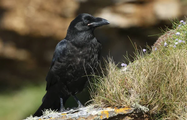 Jeune Corbeau Corvus Corax Assis Sommet Une Falaise Sur Les — Photo