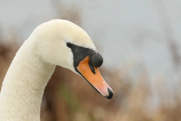 Snímek Hlavy Ohromující Němé Labutě Cygnus Olor — Stock fotografie