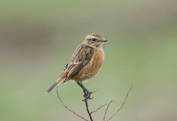 Piękna Samica Stonechat Saxicola Rubicola Siedząca Roślinie Rozgląda Się Owadami — Zdjęcie stockowe