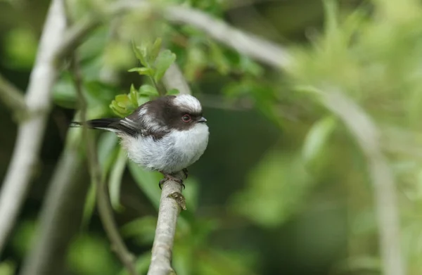 Миле Немовля Довгим Хвостом Aegithalos Caudatus Сидяче Дереві Він Чекає — стокове фото