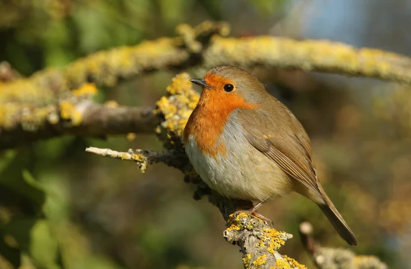 Een Mooie Robin Erithacus Rubecula Een Tak Bedekt Met Korstmos — Stockfoto