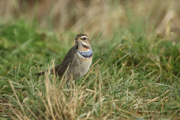 Çimenlerde yiyecek arayan çarpıcı bir erkek Bluethroat (Luscinia svecica).