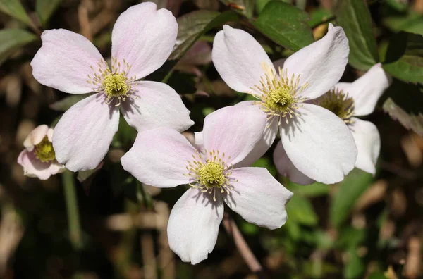 Flores Bonitas Clematis Montana Planta Que Cresce Jardim Reino Unido — Fotografia de Stock