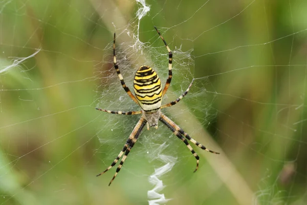 Eine Jagende Wespenspinne Argiope Bruennichi Die Auf Ihrem Netz Auf — Stockfoto