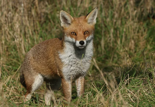 Bonito Selvagem Red Fox Vulpes Vulpes Caça Comida Grama Longa — Fotografia de Stock