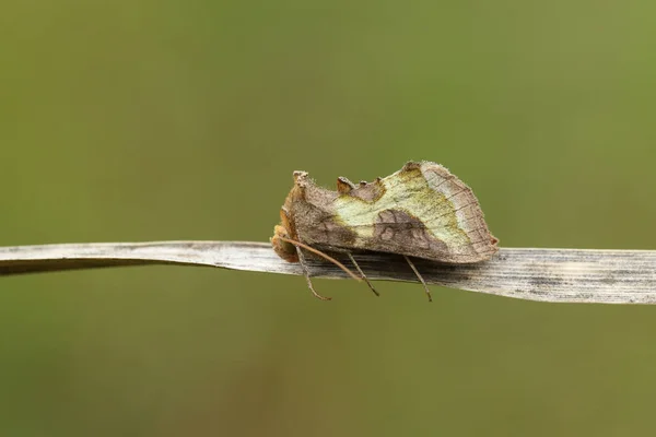 Pretty Burnished Brass Moth Diachrysia Chrysitis Resting Reed — Stock Photo, Image