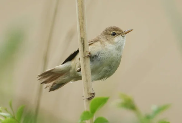 Een Rietzanger Acrocephalus Scirpaceus Die Het Voorjaar Een Riet Groeit — Stockfoto