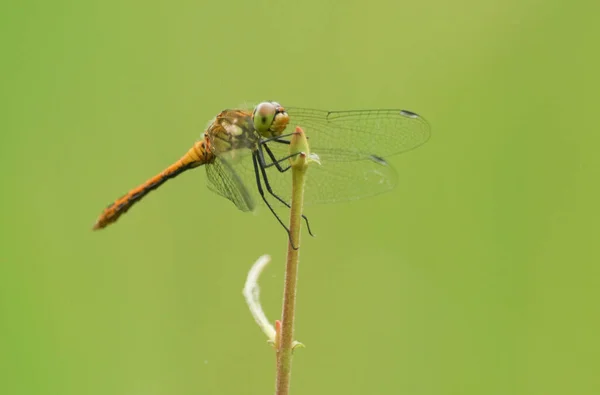 Söt Ruddy Darter Dragonfly Sympetrum Sanguineum Uppflugen Toppen Kvist — Stockfoto