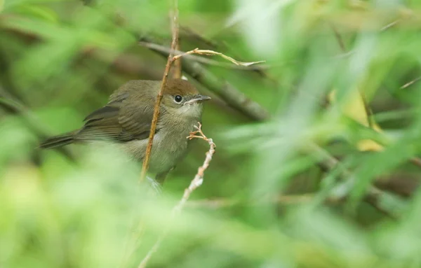 Una Linda Recién Nacida Blackcap Sylvia Atricapilla Sentada Entre Las — Foto de Stock