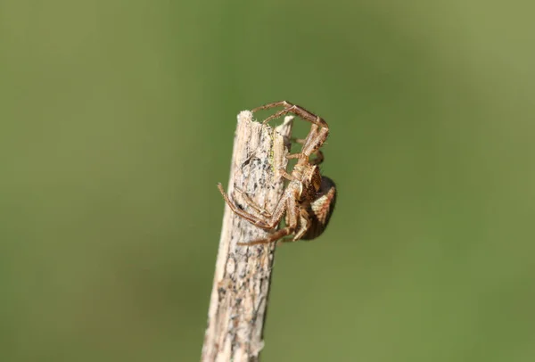 Une Araignée Crabe Chasseuse Thomisidae Perchée Sur Bout Une Brindille — Photo