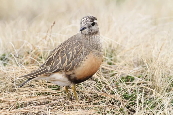 Sällsynt Dotterel Charadrius Morinellus Skottlands Högländer — Stockfoto