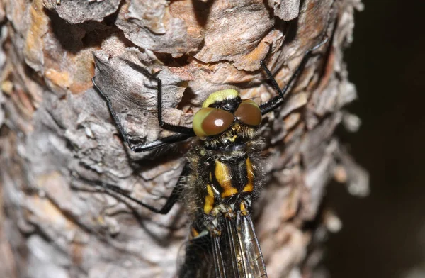 Tiro Cabeça Recém Surgido Rara White Faced Darter Dragonfly Leucorrhinia — Fotografia de Stock