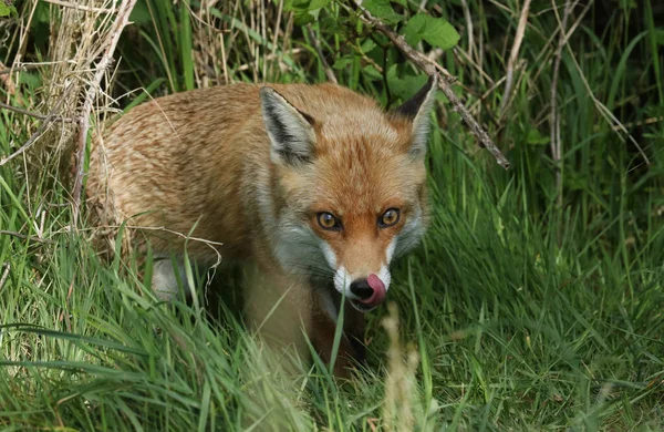 Uma Raposa Vermelha Selvagem Vulpes Vulpes Lambendo Seus Lábios Enquanto — Fotografia de Stock