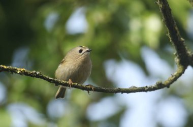Güzel bir Goldcrest (Regulus regulus) ağaçtaki bir dala tünemektedir. Yemek için böcek avlıyor..