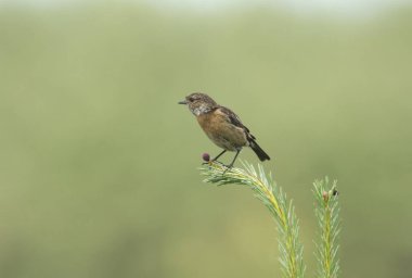 Çam ağacının tepesine tünemiş güzel bir taş gövde, Saksonya torkatası..