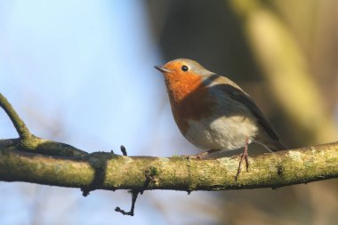 Güzel bir Robin, Erithacus Rubecula, bir ağacın dalına tünemiş..