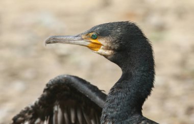 Güzel bir karabatağın (Phalacrocorax karbonhidrat) kafasından vurularak, balık için suyun altında avlandıktan sonra kanatlarını tamamen kurutur..