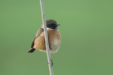 Güzel bir erkek Stonechat, Saxicola rubicola, sabahın erken saatlerinde sazlığa tünemiş..