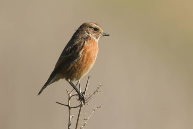 Dişi bir Stonechat, Saxicola rubicola, bir bitkinin ucuna tünemiş. Yemek için böcek avlıyor.. 