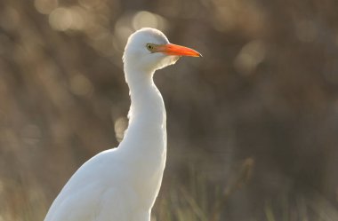 İngiltere 'de ineklerin otladığı bir tarlada yiyecek arayan güzel bir Egret (Bubulcus ibis)..