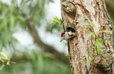 Şirin bir bebek Büyük Ağaçkakan, Dendrocopos Major, bir söğüt ağacındaki yuvasından kafasını çıkartıyor. Ailesinin gelip onu beslemesini bekliyor..
