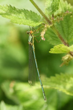 Ender görülen bir Willow Emerald Damselfly, Chalcolestes viridis, Isırgan otunun üzerine tünemiş..