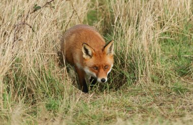 Muhteşem bir kızıl tilki, Vulpes vulpes, tarlada yiyecek arıyor..