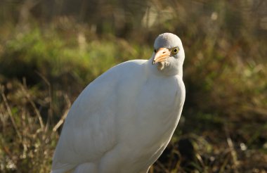 İngiltere 'de ineklerin otladığı bir tarlada yiyecek arayan güzel bir Egret (Bubulcus ibis)..