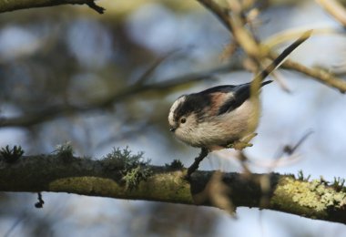 A cute Long-tailed Tit,  Aegithalos caudatus, hunting for insects to eat in a tree, on a cold autumn day in the UK.