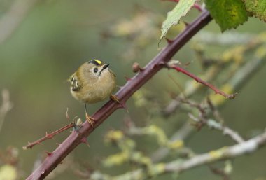 Güzel bir Goldcrest, Regulus regulus, dikenli çalılara tünemiş. Yemek için böcek avlıyor..