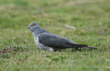 Büyüleyici bir guguk kuşu (Cuculus canorus) yerde yiyecek arıyor..