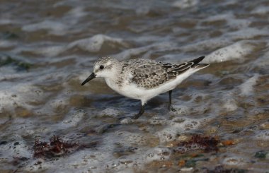 Güzel bir Sanderling, Calidris Alba, deniz kenarından besleniyor..