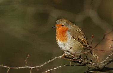 Güzel bir Robin (Erithacus rubecula) bir ağacın dalına tünemiş..