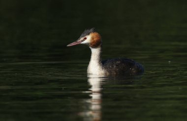 Nehirde yüzen büyük bir ibikli yunus (Podiceps kristali).